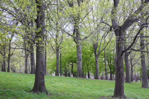 Astoria Park trees
