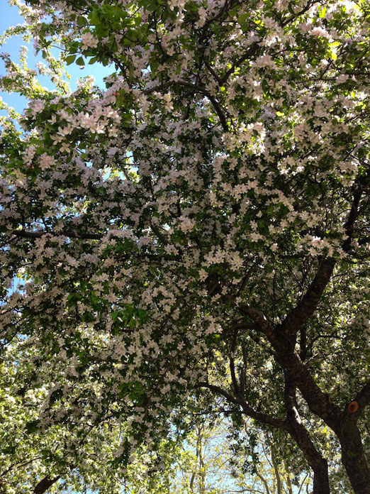 crabapple-blossoms-tree-astoria-park-queens