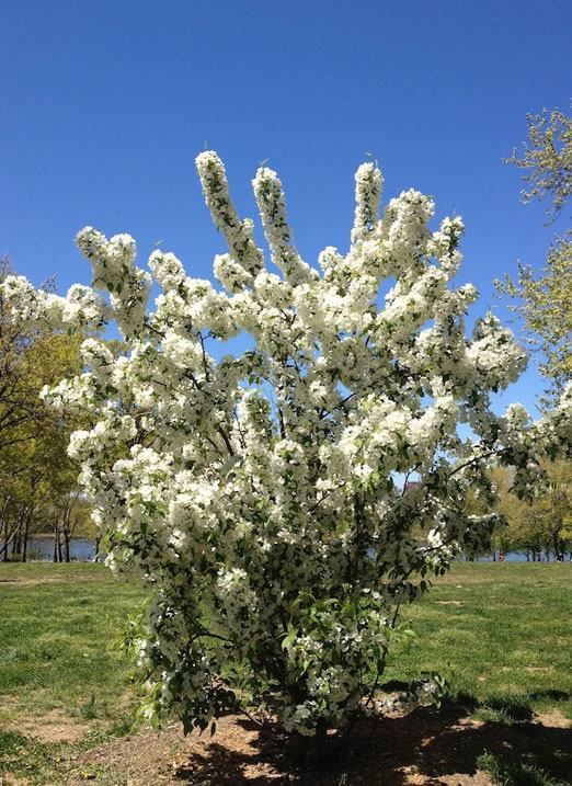 white-flowering-bush-astoria-park-queens