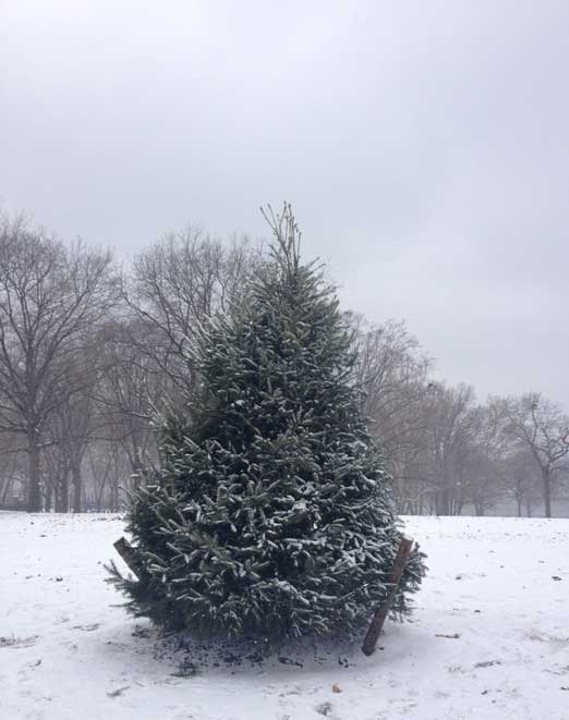 The Astoria Park Christmas tree.