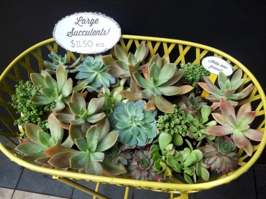 succulents-lockwood-secret-garden