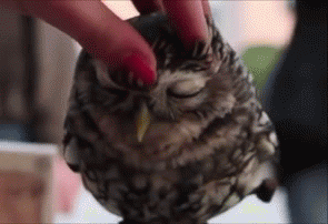satisfaction-owl