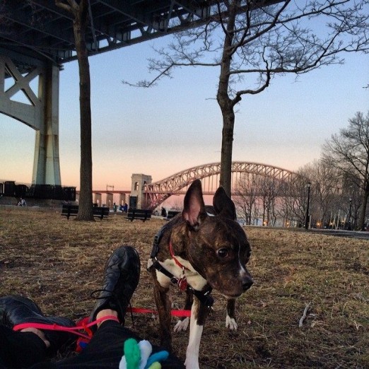 Gizmo loves hanging out in Astoria Park! Photo Credit: Michelle Stein